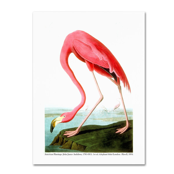 Trademark Fine Art John James Audubon 'American Flamingo' 1834 Canvas Art, 14x19 BL01256-C1419GG